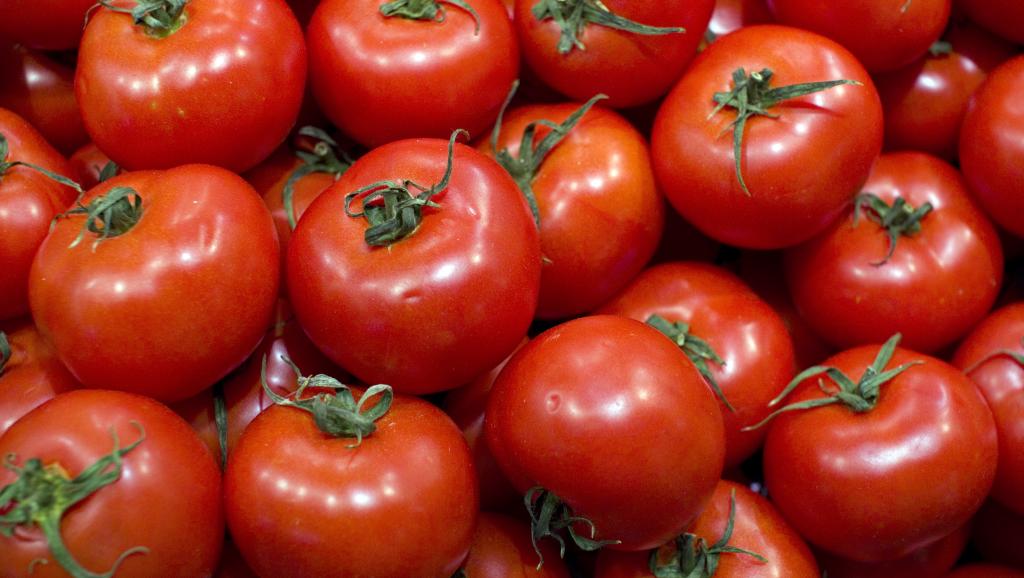 planter des tomates