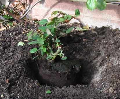 Planter les rosiers