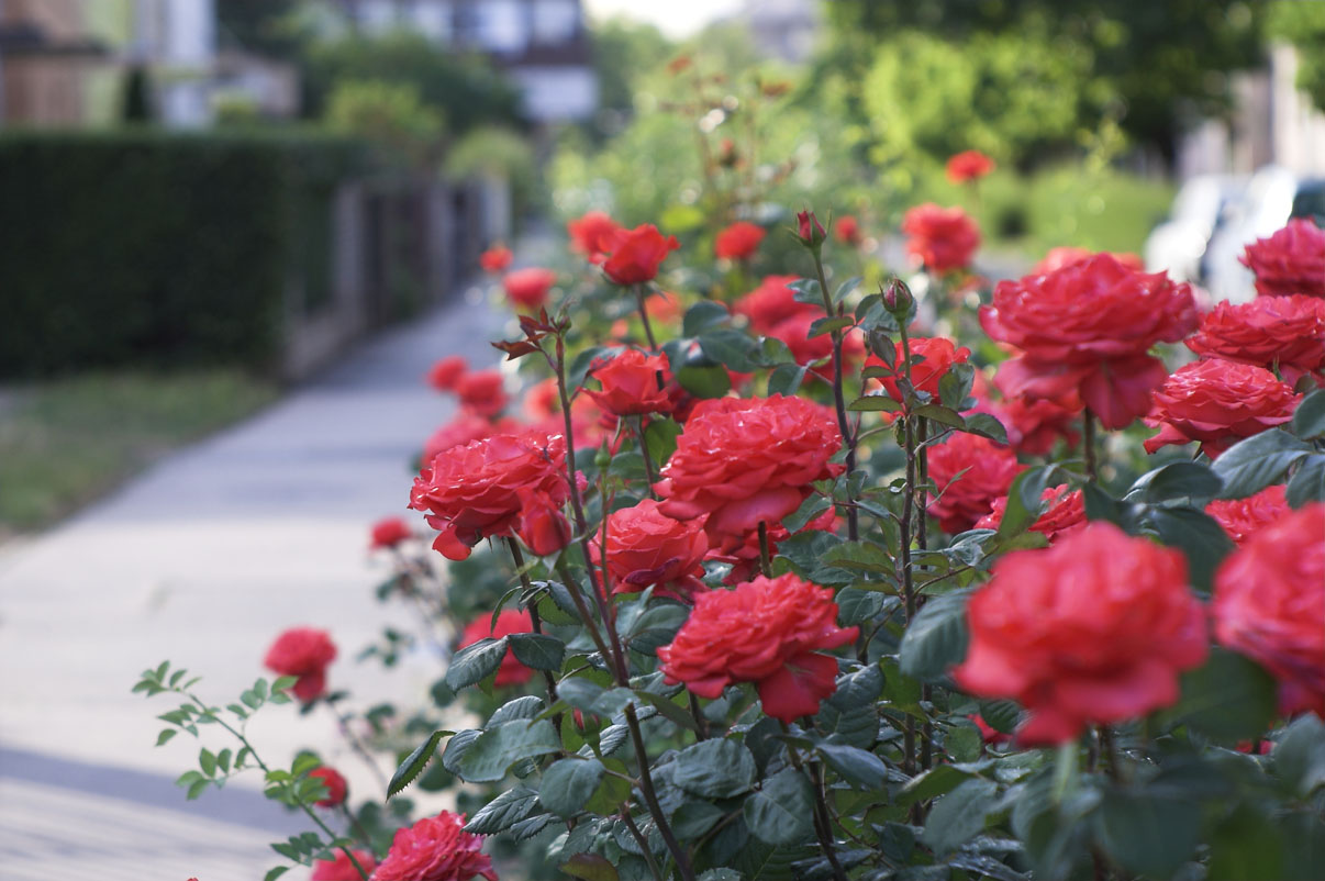 Planter rosiers