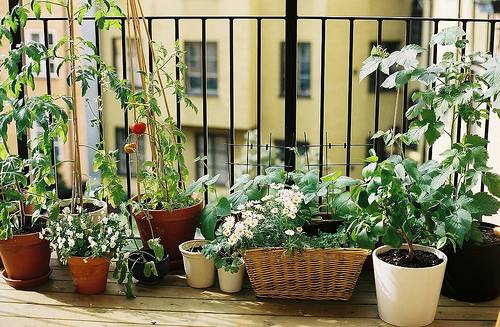 potager sur balcon