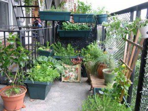 potager sur terrasse