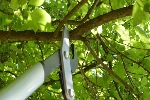 coupe-branches-Fiskars-PowerGear-TM-LX-98