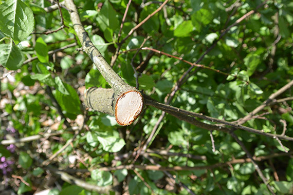 coupe-branches-à-lames-franches-Fiskars