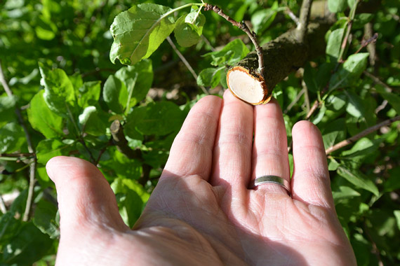 coupe-branches-à-lames-franches