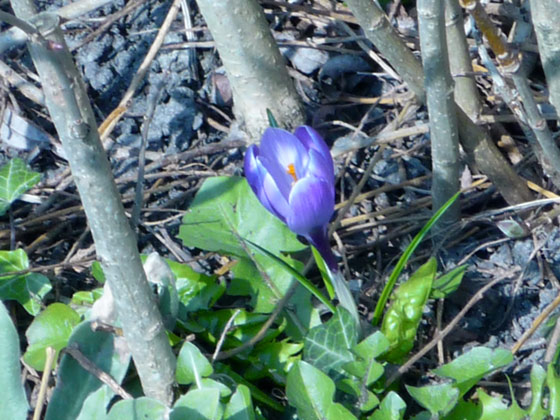 crocus-jardinage