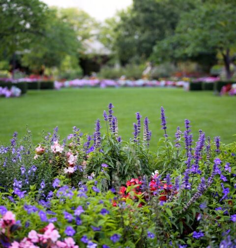 Créer parterre de fleurs