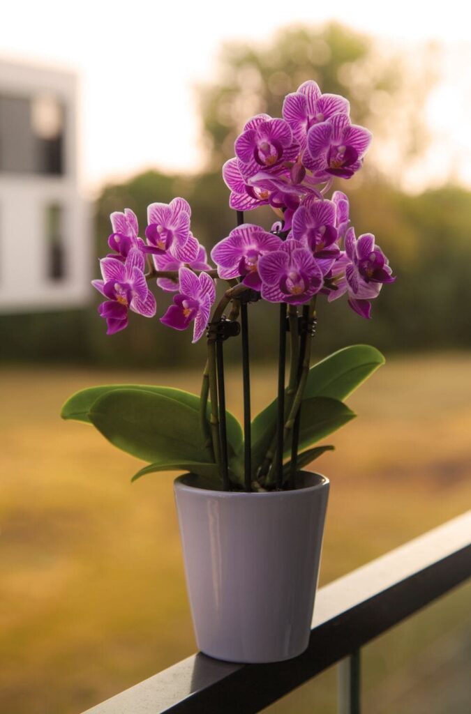 Comment entretenir une orchidée