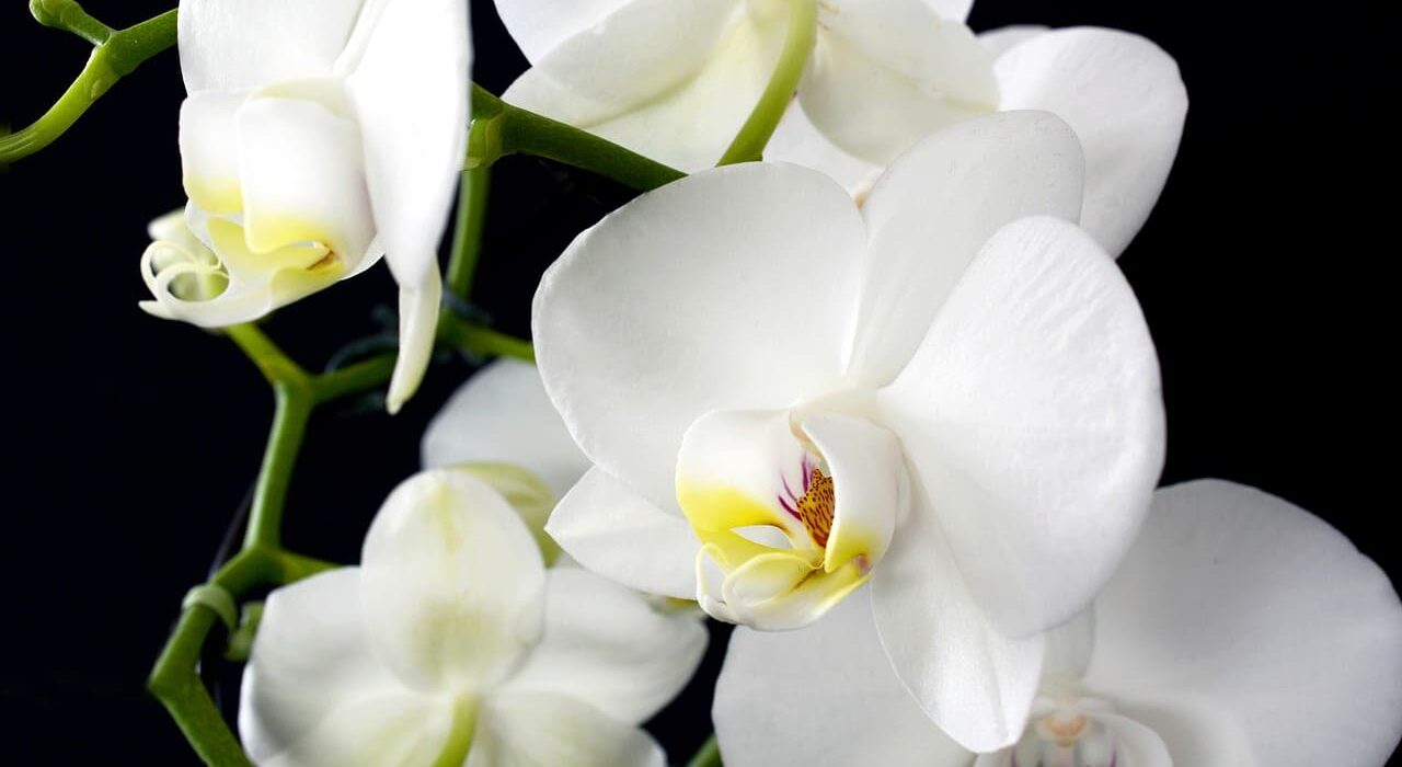 Comment faire fleurir une orchidée