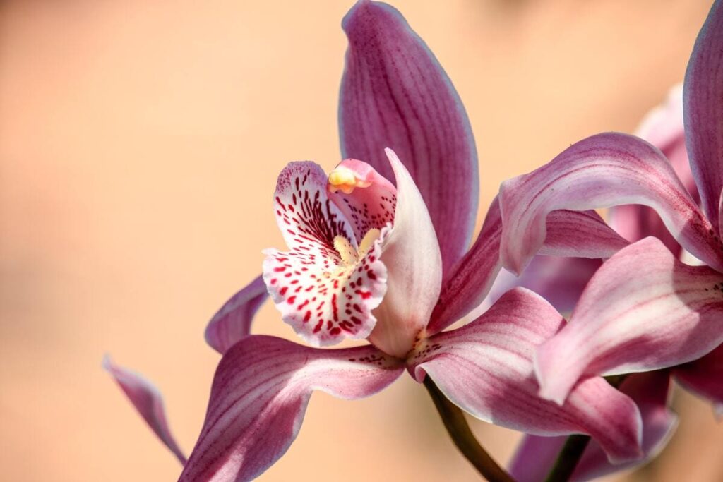 Entretenir une orchidée