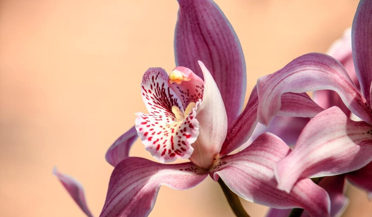 Entretenir une orchidée
