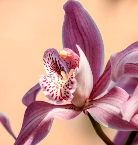 Entretenir une orchidée