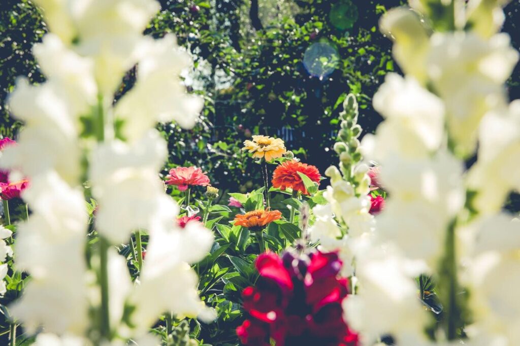 fleurs pour jardin coloré en été