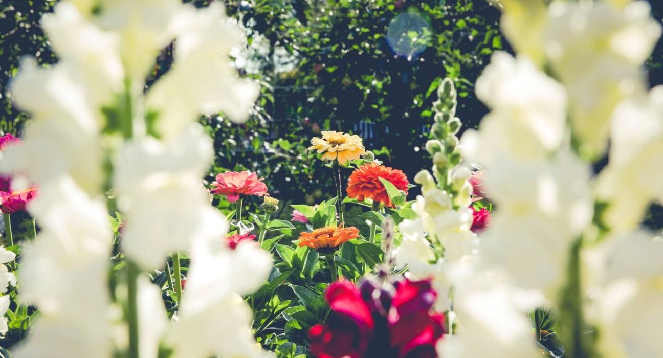 fleurs pour jardin coloré en été