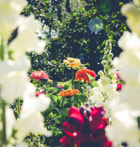 fleurs pour jardin coloré en été