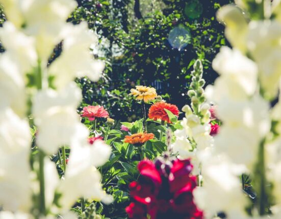 fleurs pour jardin coloré en été