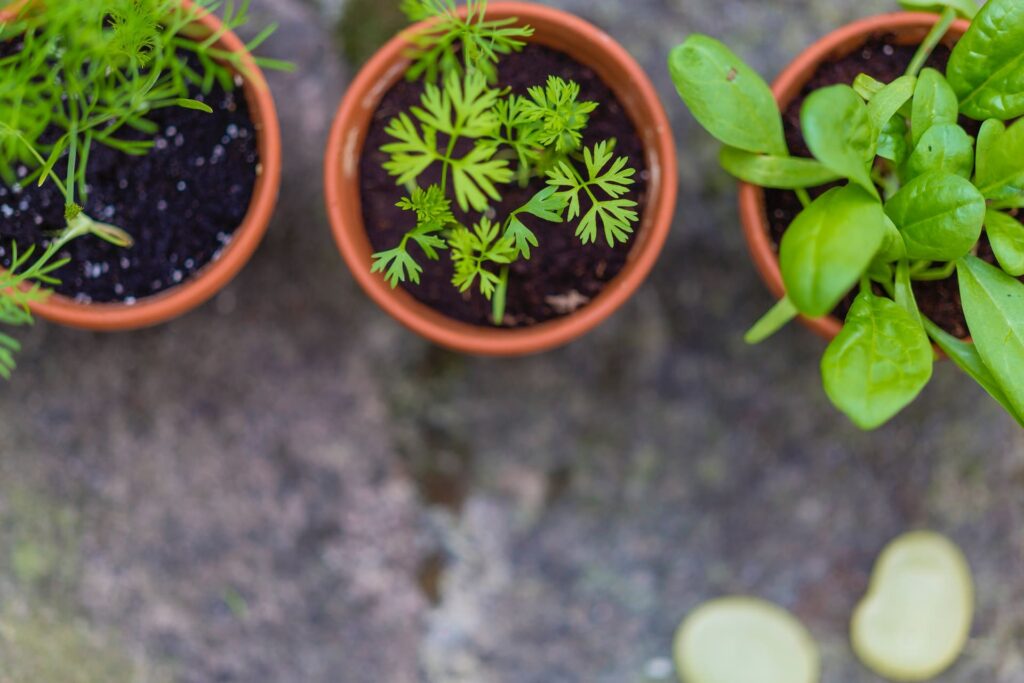 plantes aromatiques répulsives insectes