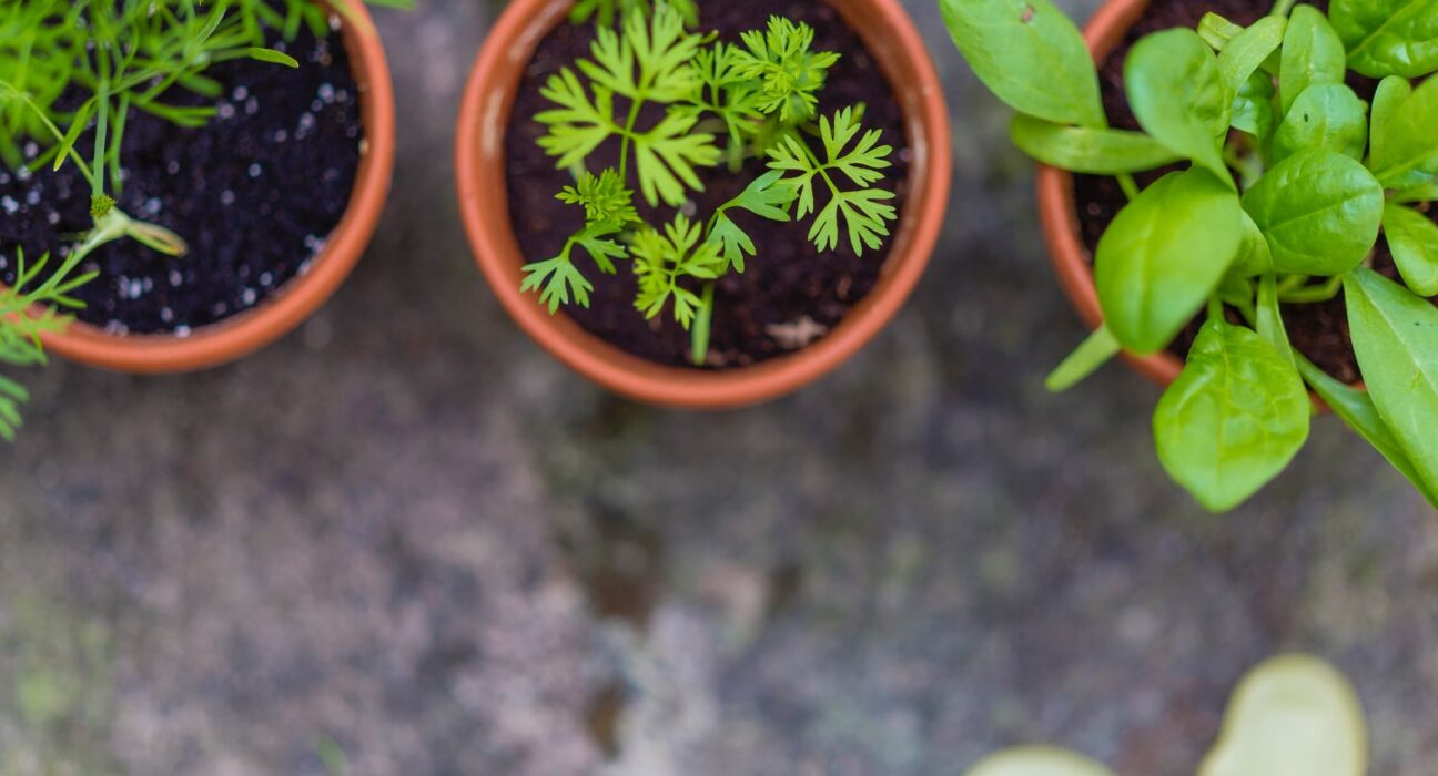 plantes aromatiques répulsives insectes