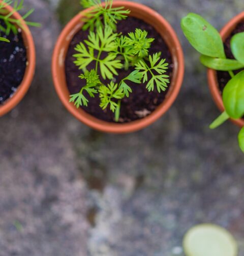 plantes aromatiques répulsives insectes