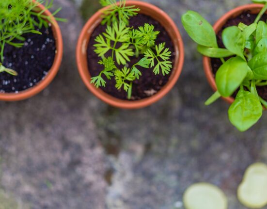 plantes aromatiques répulsives insectes