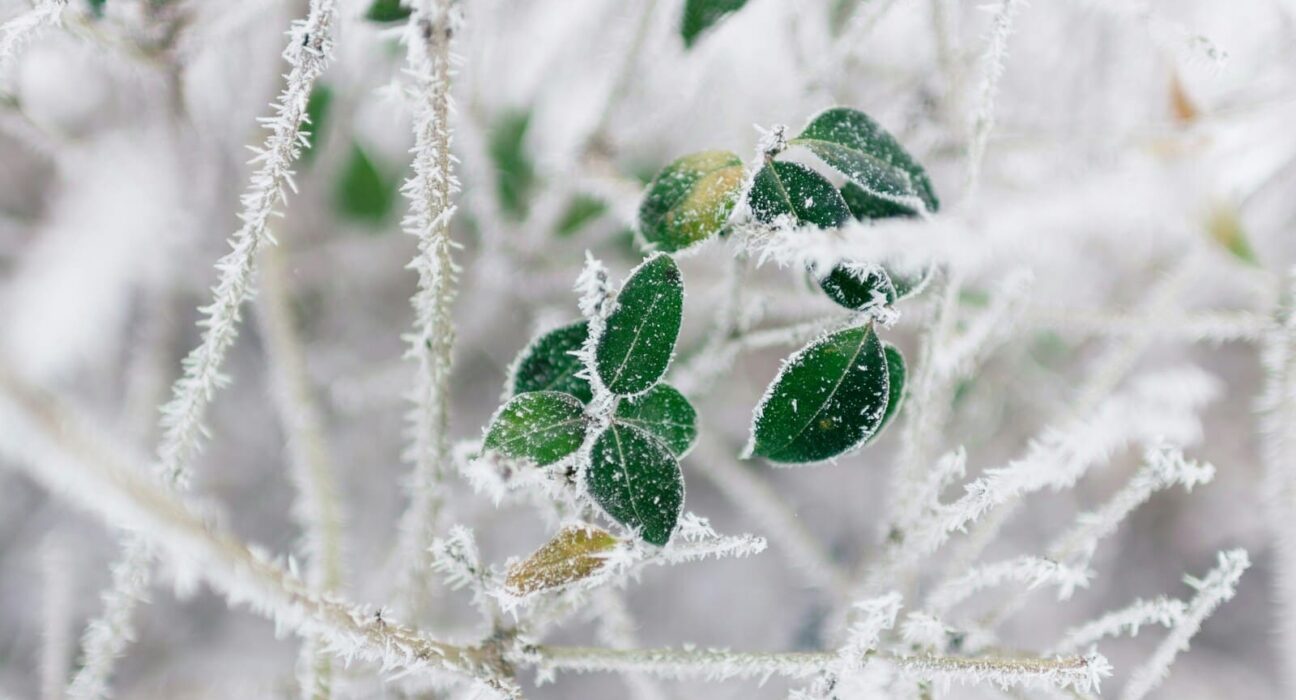 Hiverner plantes