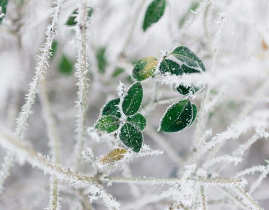 Hiverner plantes