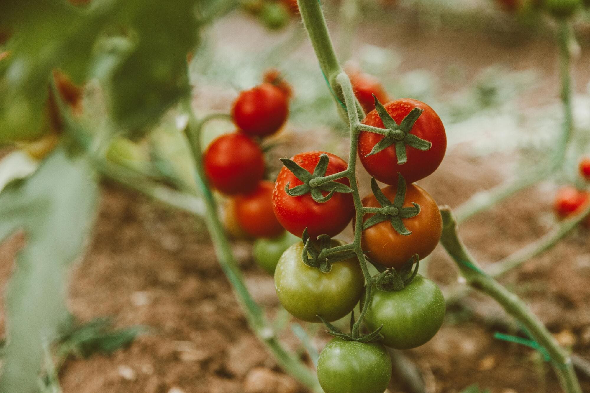 Faire un potager d'été