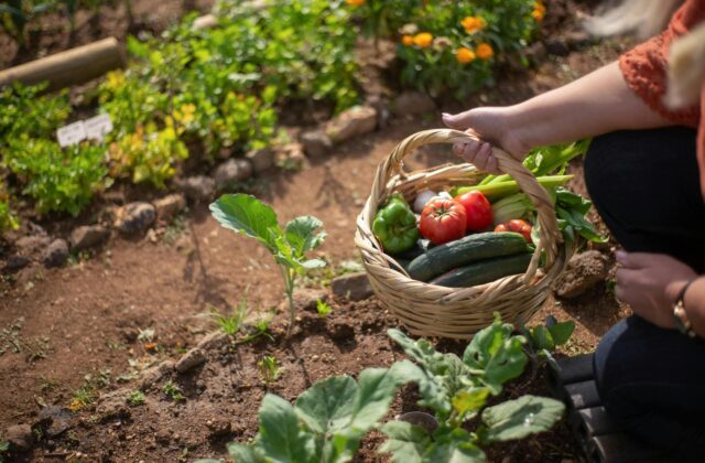 concevoir un potager d'été