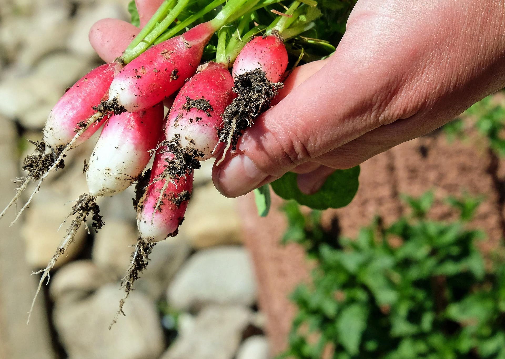 guide potager été