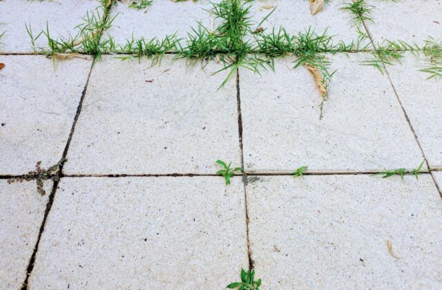 Comment empêcher les mauvaises herbes de revenir entre les dalles