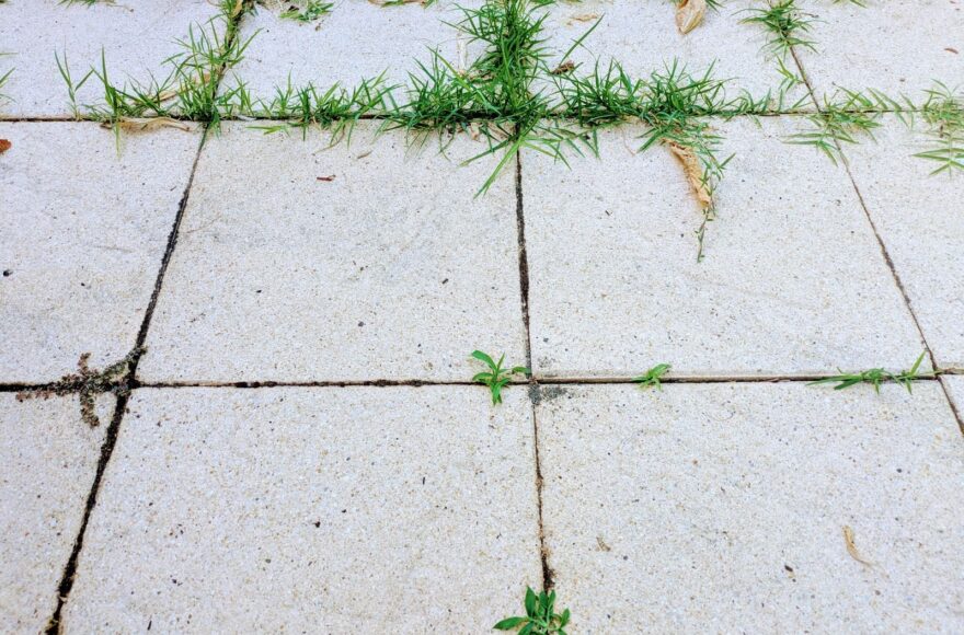 Comment empêcher les mauvaises herbes de revenir entre les dalles