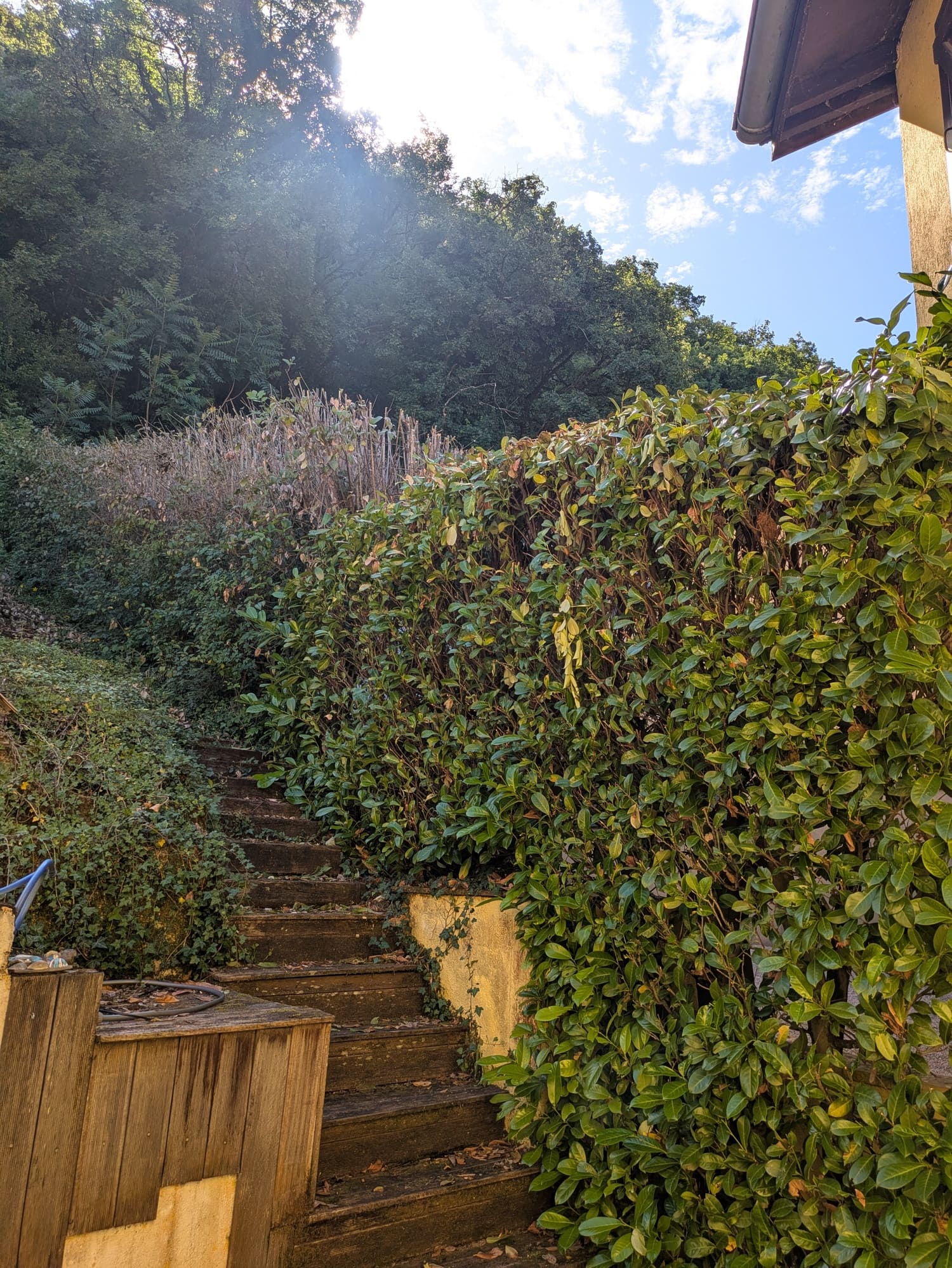 Tailler les haies du jardin