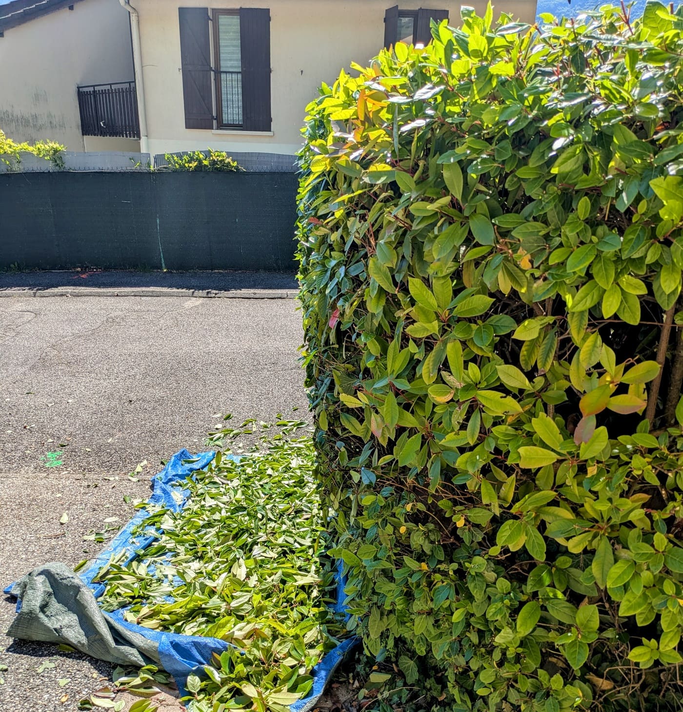 Tailler sa haie au taille-haies