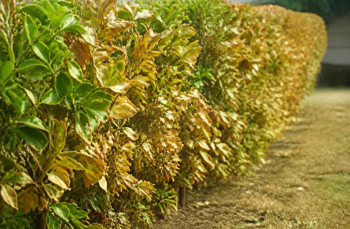 Pourquoi certaines haies jaunissent malgré l'arrosage